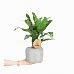 Aglaonema Maria - Gri Maya