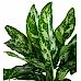 Aglaonema Maria - Gri Maya