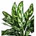 Aglaonema Maria - Kırmızı Maya
