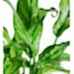 Aglaonema Tigres - Beyaz Maya