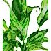 Aglaonema Tigres - Turuncu Maya