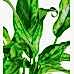 Aglaonema Tigres - Yeşil Maya