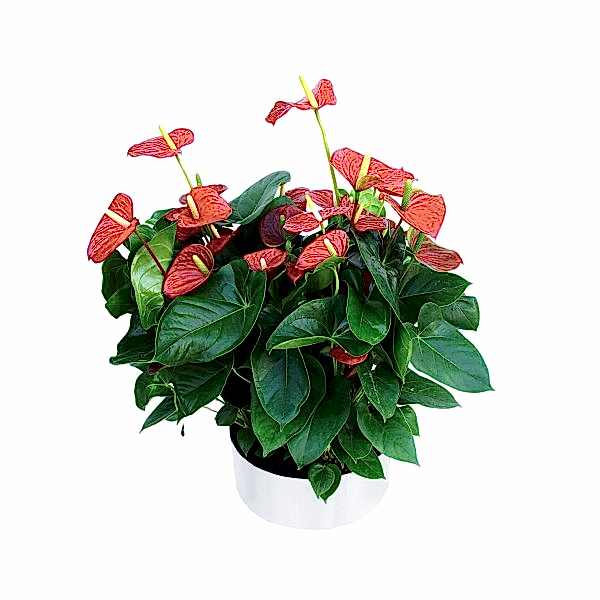 Antoryum - Anthurium 5li Tasarım