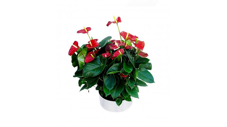Antoryum - Anthurium 5li Tasarım