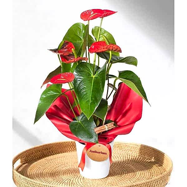 Antoryum - Anthurium Beyaz Nora