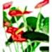 Antoryum - Anthurium  Beyaz Nora 2