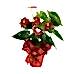 Antoryum - Anthurium Kokina Tasarım