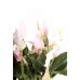 Antoryum - Anthurium Lily