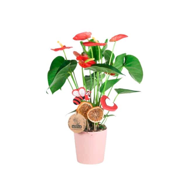 Antoryum - Anthurium Pembe Nora  