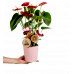 Antoryum - Anthurium Pembe Nora