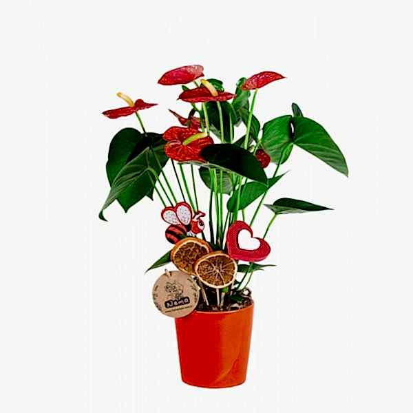 Antoryum - Anthurium Turuncu Nora  