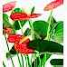 Antoryum - Anthurium Turuncu Nora