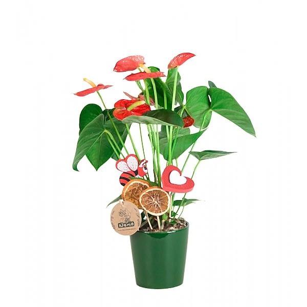 Antoryum - Anthurium  Yeşil Nora  
