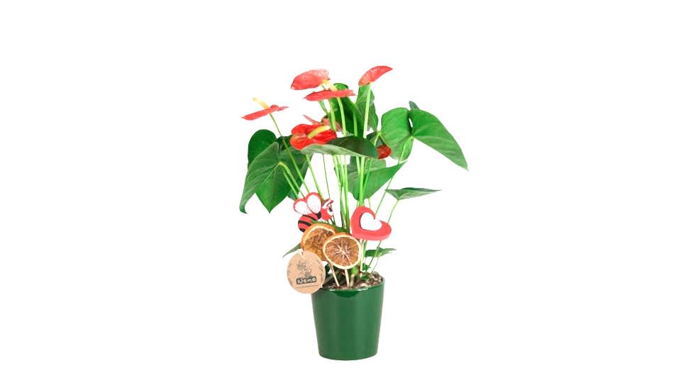 Antoryum - Anthurium  Yeşil Nora  