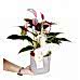 Antoryum - Anthurium Zuzu