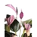 Antoryum - Anthurium Zuzu