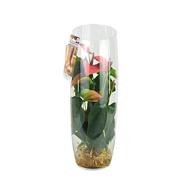 Antoryum - Cam Fanusda Pembe Anthurium