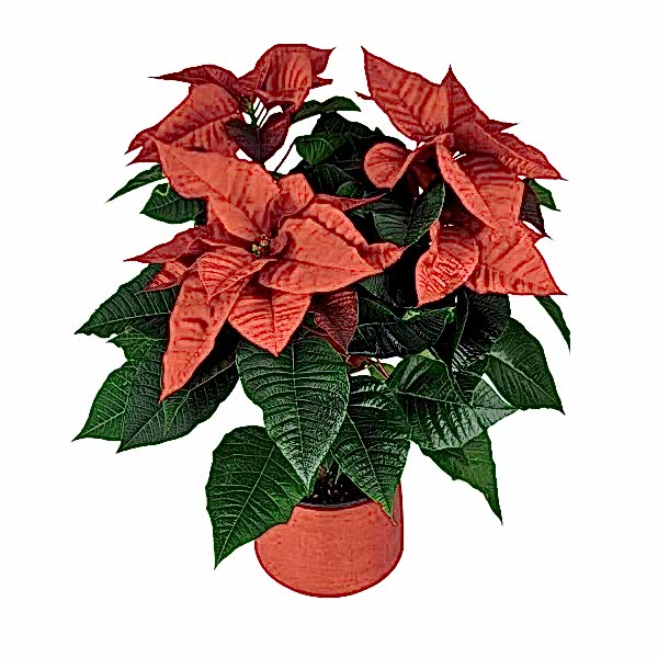 Atatürk Çiçeği -  Poinsettia 