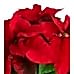 Atatürk Çiçeği -  Poinsettia