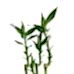 Bambu - Şans Bambusu 60 cm