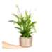 Barış Çiçeği - Spathiphyllum Bakır Lucy