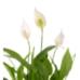 Barış Çiçeği - Spathiphyllum Bakır Lucy