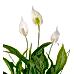 Barış Çiçeği  - Spathiphyllum Beyaz Nora
