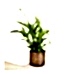 Barış Çiçeği - Spathiphyllum Emma