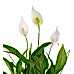 Barış Çiçeği - Spathiphyllum Emma