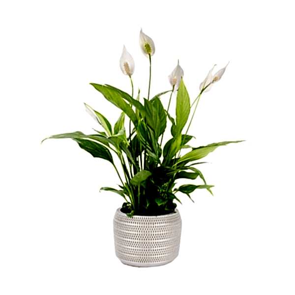 Barış Çiçeği - Spathiphyllum Gri Lucy