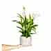 Barış Çiçeği - Spathiphyllum Gri Lucy