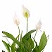 Barış Çiçeği - Spathiphyllum Gri Lucy