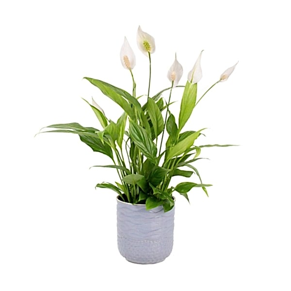 Barış Çiçeği - Spathiphyllum  Gri Maya