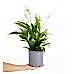 Barış Çiçeği - Spathiphyllum  Gri Maya