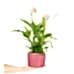 Barış Çiçeği - Spathiphyllum Kırmızı Lucy