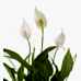 Barış Çiçeği - Spathiphyllum Kırmızı Lucy