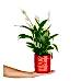 Barış Çiçeği  - Spathiphyllum Kırmızı Maya