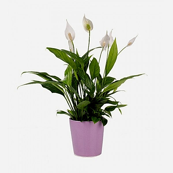 Barış Çiçeği  - Spathiphyllum Mor Nora