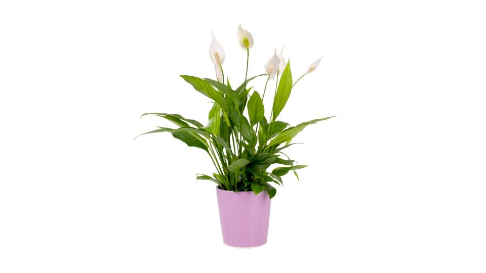 Barış Çiçeği  - Spathiphyllum Mor Nora