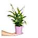 Barış Çiçeği  - Spathiphyllum Mor Nora