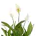 Barış Çiçeği  - Spathiphyllum Mor Nora