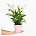 Barış Çiçeği  - Spathiphyllum Pembe Nora
