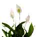 Barış Çiçeği  - Spathiphyllum Pembe Nora
