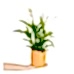 Barış Çiçeği  - Spathiphyllum Turuncu Maya