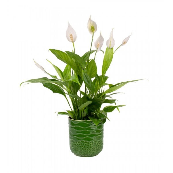 Barış Çiçeği  - Spathiphyllum Yeşil Maya