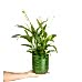 Barış Çiçeği  - Spathiphyllum Yeşil Maya