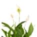 Barış Çiçeği  - Spathiphyllum Yeşil Maya