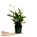 Barış Çiçeği  - Spathiphyllum Yeşil Nora