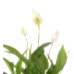 Barış Çiçeği  - Spathiphyllum Yeşil Nora