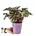 Begonya - Begonia Rex Lila Nora